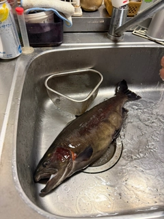 ニジマスの釣果