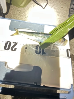 イワシの釣果