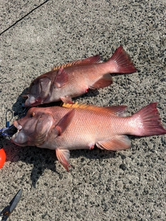 コブダイの釣果
