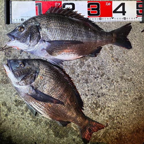 クロダイの釣果