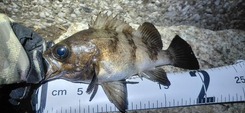 シロメバルの釣果