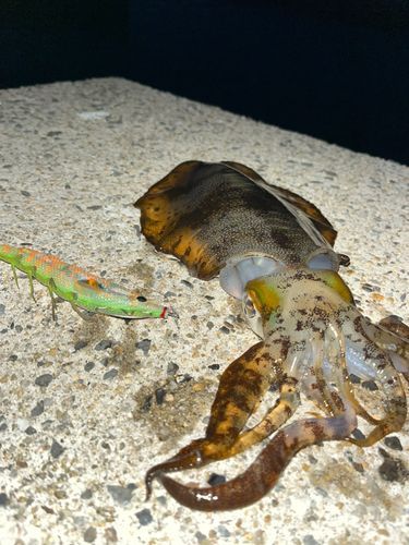 アオリイカの釣果