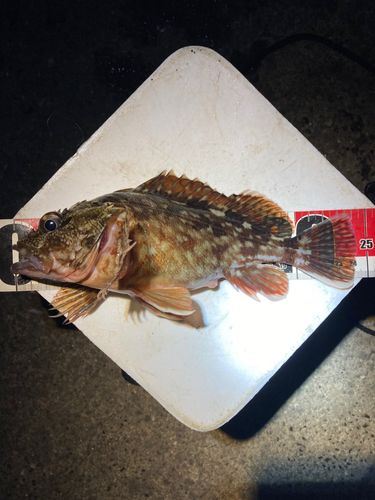 カサゴの釣果