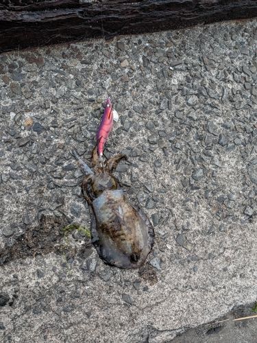 ミズイカの釣果