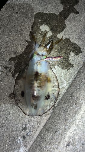 アオリイカの釣果