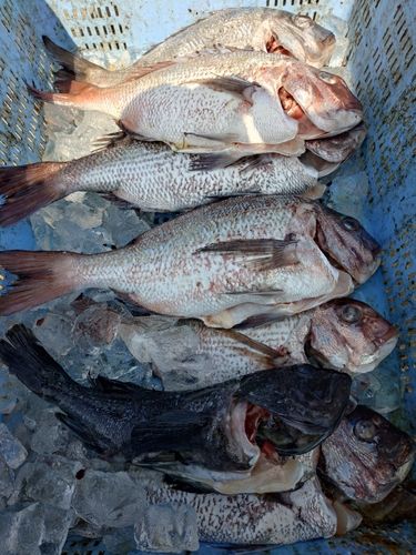 タイの釣果