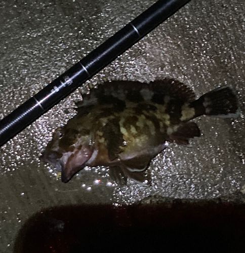 カサゴの釣果