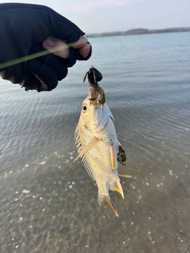 キビレの釣果