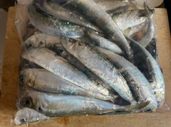 マイワシの釣果