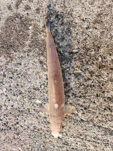 エソの釣果