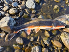 マルタウグイの釣果