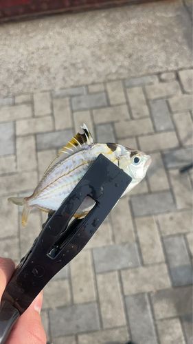 イサキの釣果