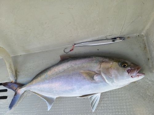 ネリゴの釣果