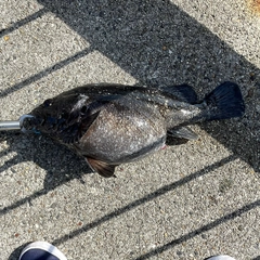 クロソイの釣果