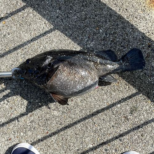 クロソイの釣果