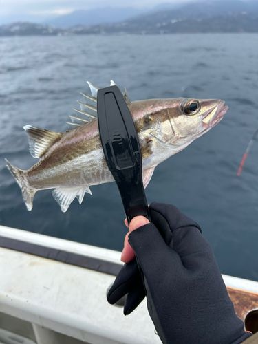 アラの釣果