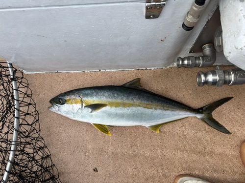 ヒラマサの釣果