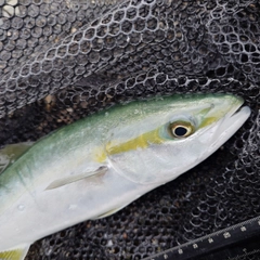 ツバイソの釣果