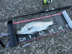 ヒラスズキの釣果