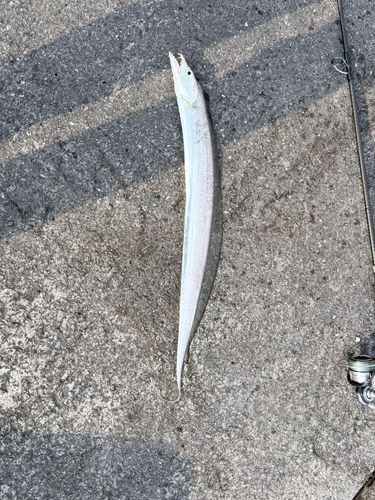 タチウオの釣果