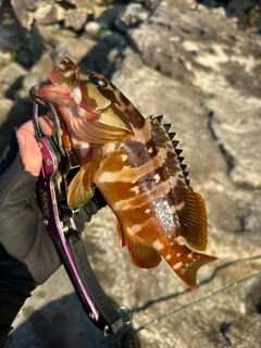 アカハタの釣果