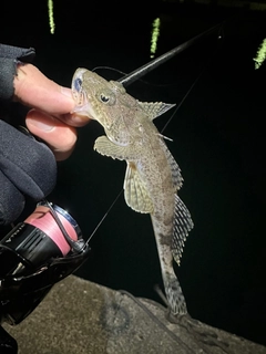 イネゴチの釣果