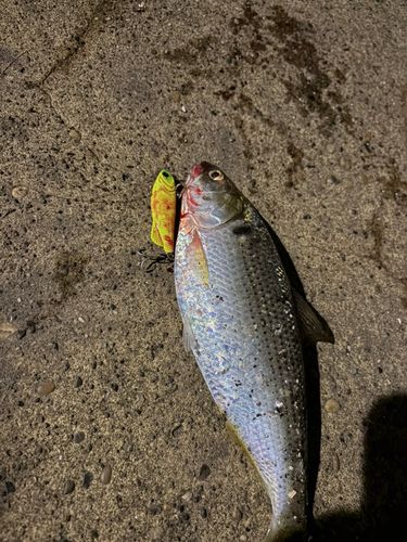 コノシロの釣果