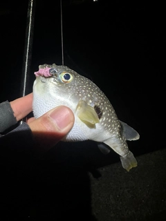 クサフグの釣果