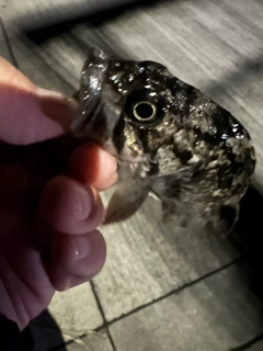 クロソイの釣果