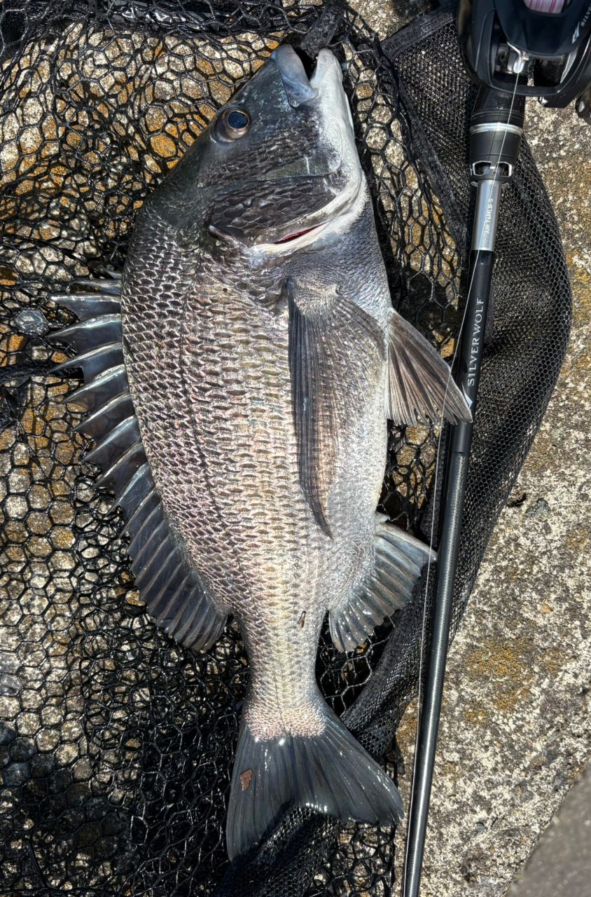 DAIWA 22シルバーウルフ AIR 76MLB-Sの最安値・インプレ・釣果 DAIWA 22シルバーウルフ AIR 76MLB-Sの最安値・インプレ・釣果