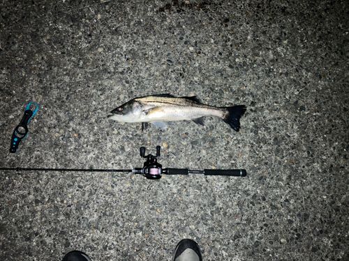 釣果