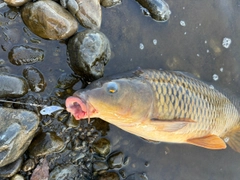 コイの釣果