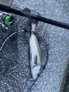 セイゴ（マルスズキ）の釣果