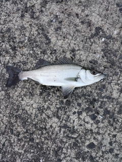 セイゴ（ヒラスズキ）の釣果