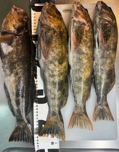 アイナメの釣果