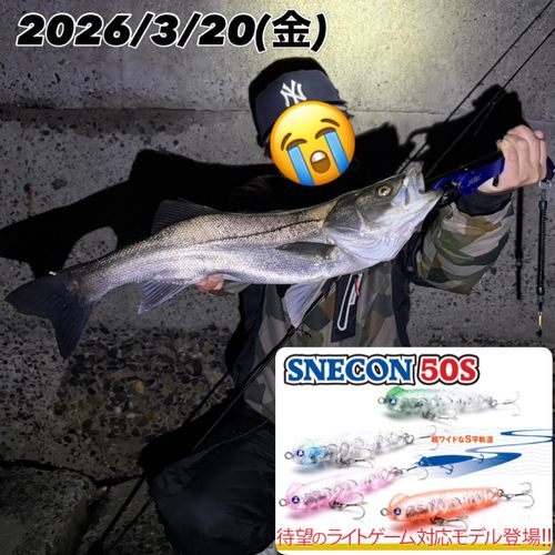 シーバスの釣果