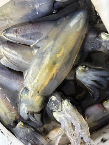 マメイカの釣果