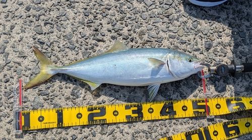 ハマチの釣果