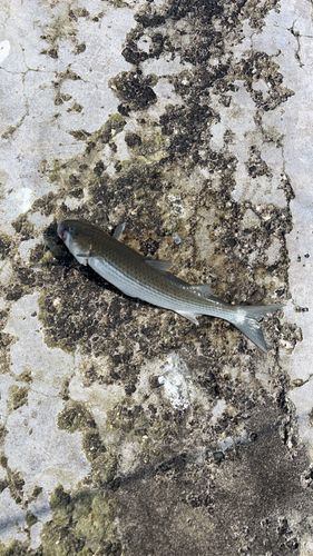 ボラの釣果