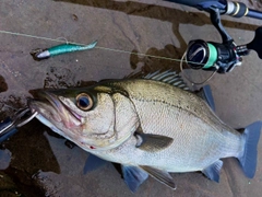 ヒラスズキの釣果