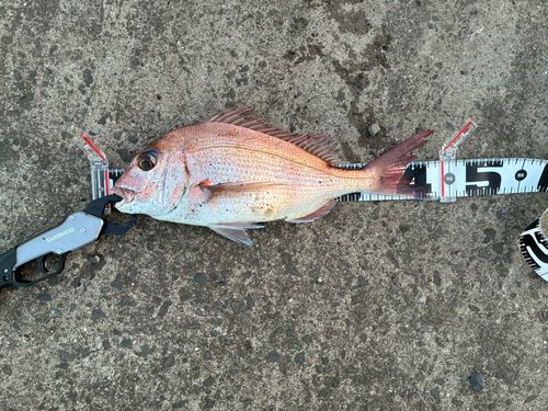 マダイの釣果