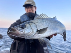 ヒラスズキの釣果
