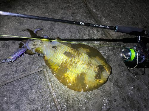 アオリイカの釣果