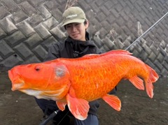 コイの釣果