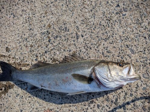 スズキの釣果