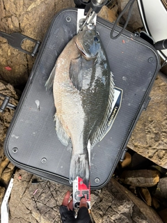 グレの釣果