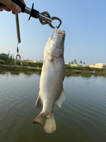 バラマンディの釣果 - アングラーズ | 釣果600万件の魚釣り情報サイト