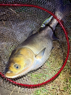ハクレンの釣果