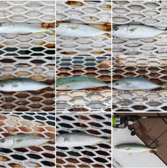 ツバイソの釣果