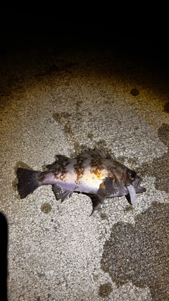 シロメバルの釣果